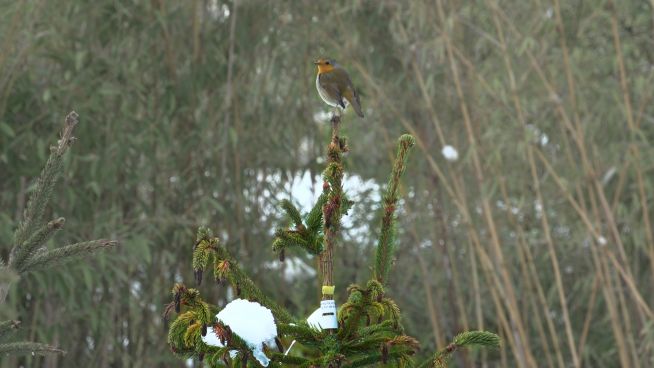 Weihnachtsbäume für eine bessere Umwelt