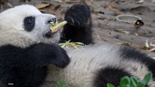 Wie der Große Panda vor dem Aussterben gerettet wird