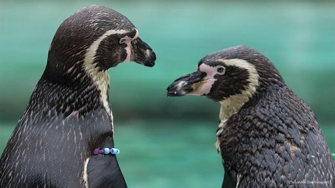 Einige Pinguine sind schwul – findet euch damit ab!